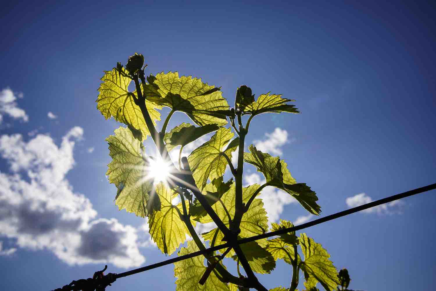 21 vignafotomagroneromano