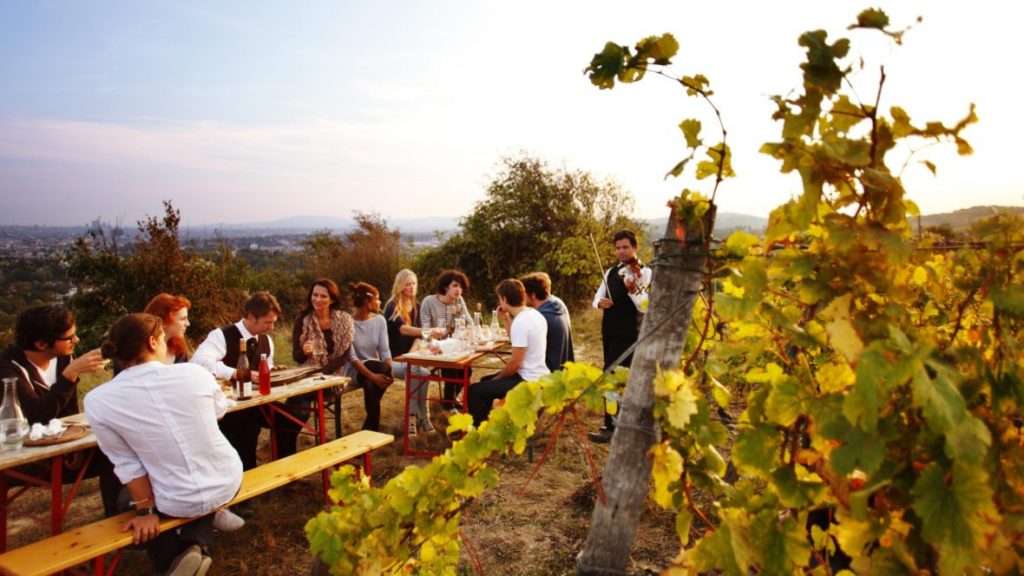 40426 weingut hajszan heuriger weinberge weinreben 19to1 1180x664 1