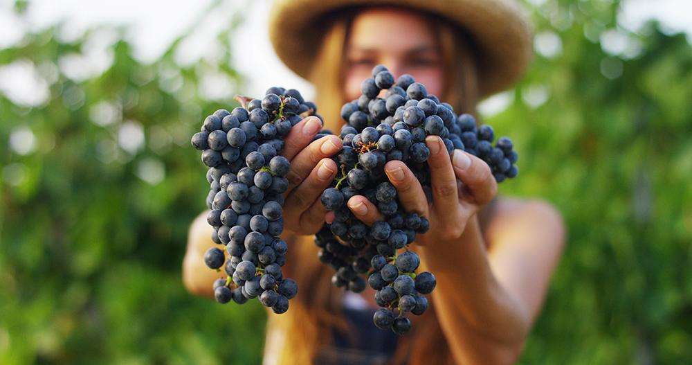 4 reasons to drink organic wine05