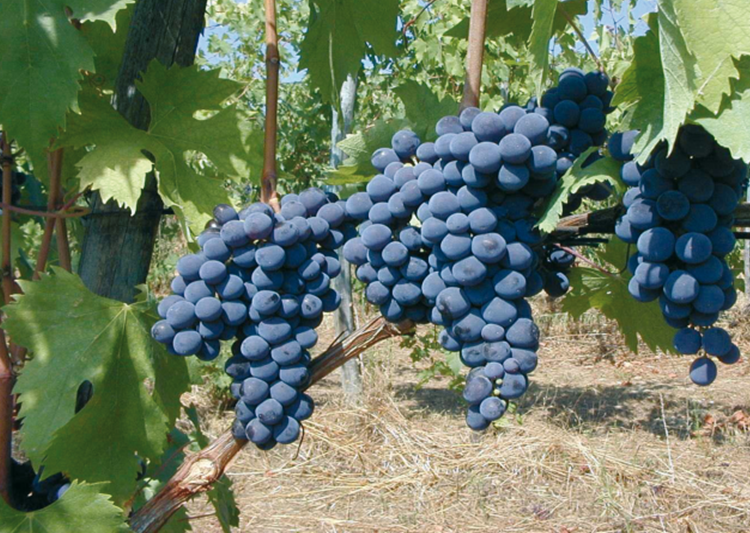 consorzioviniromagna