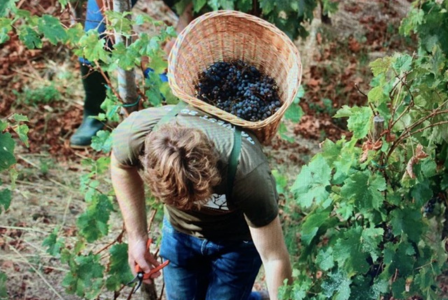 copiadiinternoarticoliwm 133