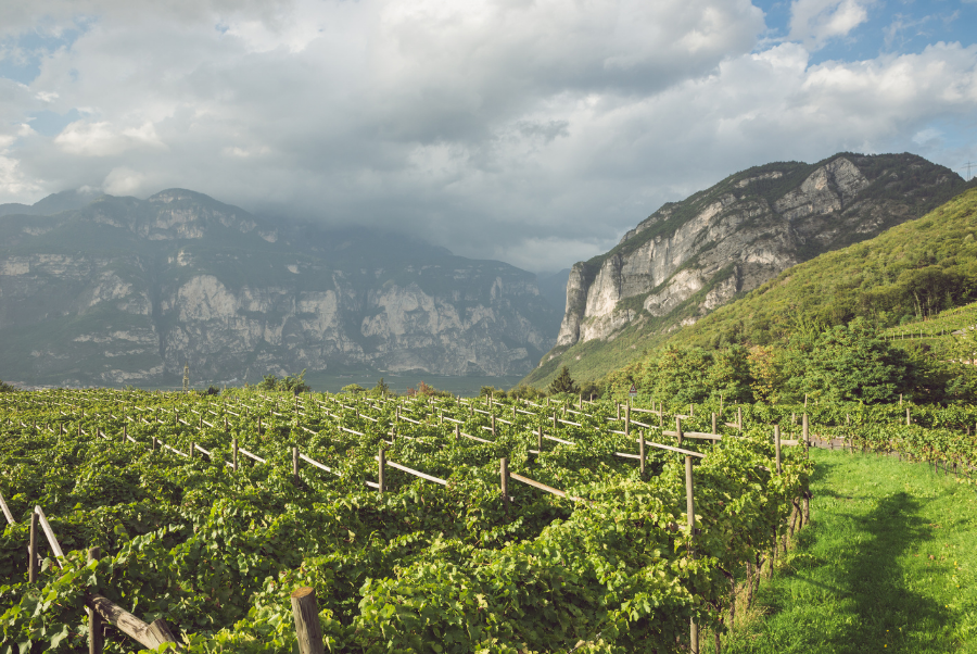 copiadiinternoarticoliwm 201