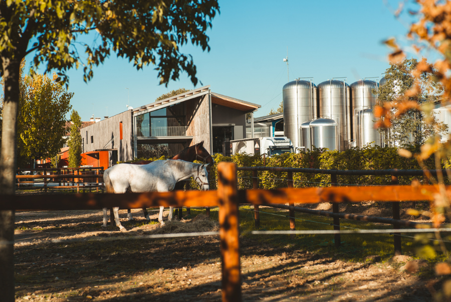 copiadiinternoarticoliwm 24