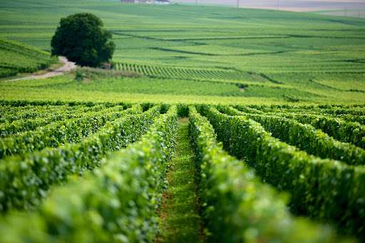 distanza viti champagne