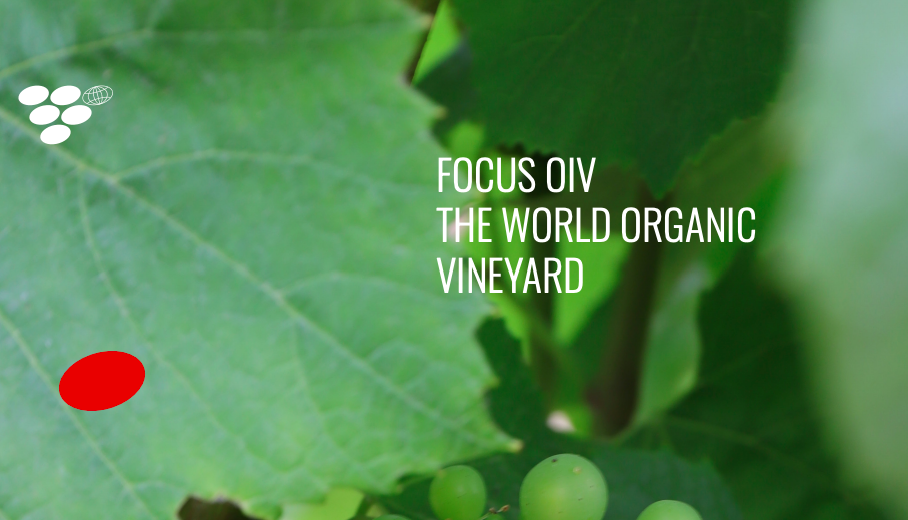 focus oiv biologico