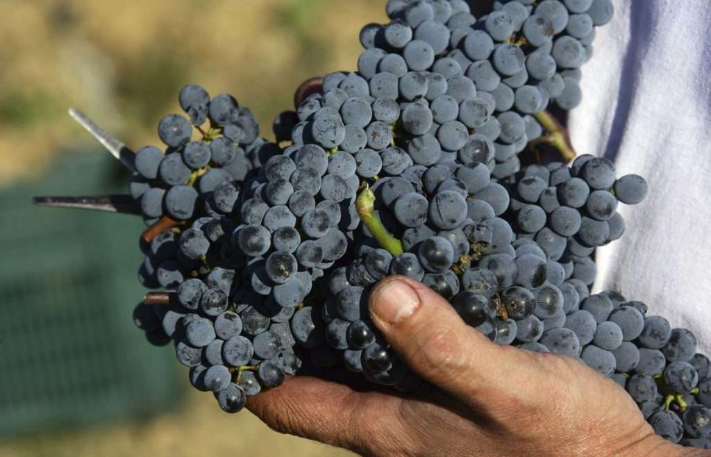 grappolo uva rossa sangiovese