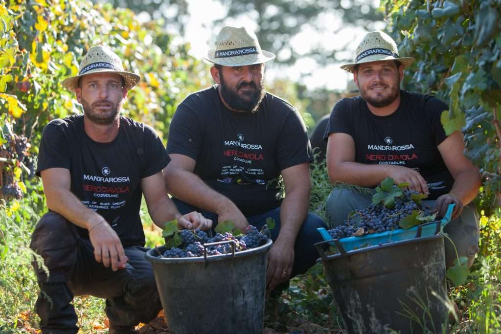 mandrarossa vendemmia 03