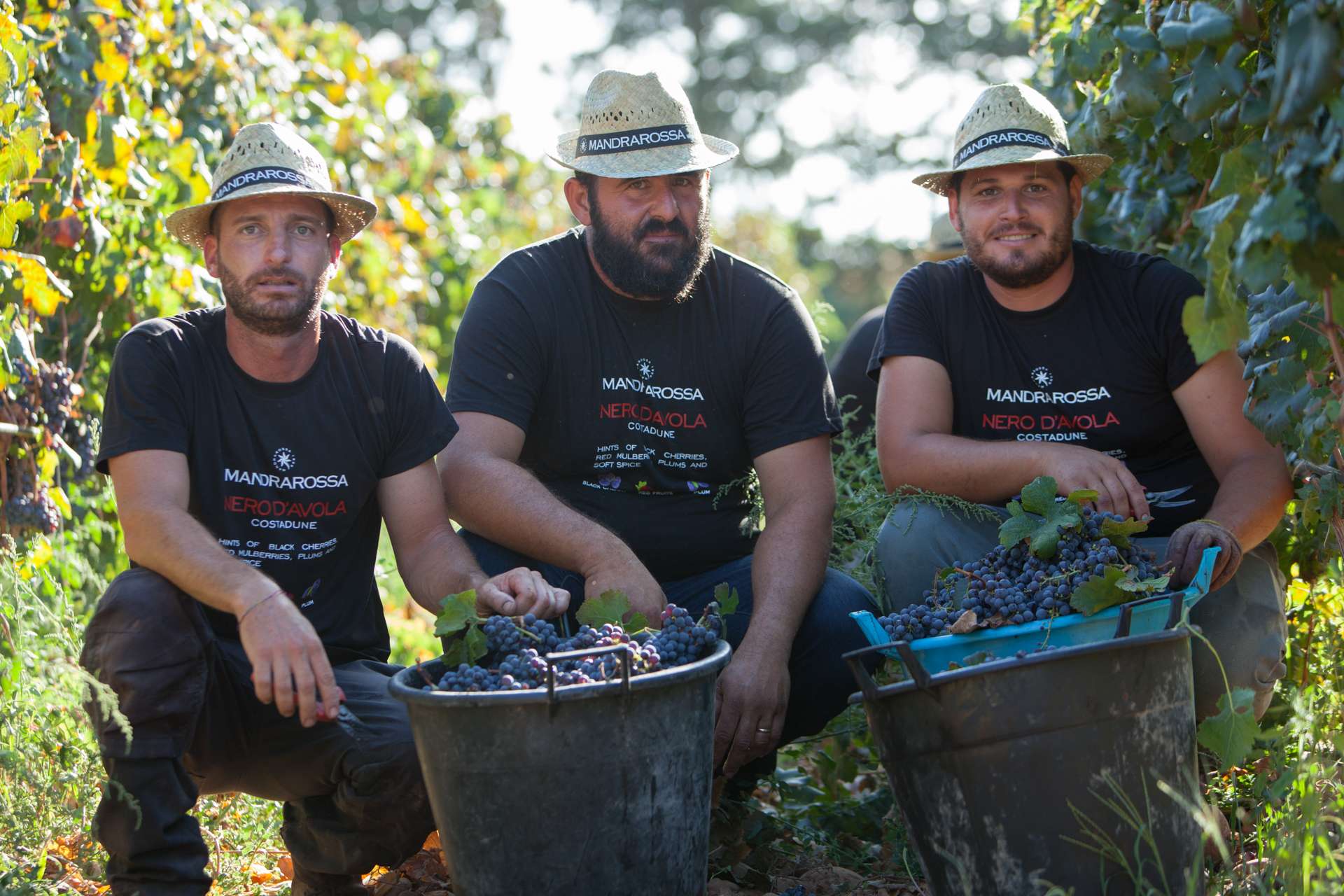 mandrarossa vendemmia 03