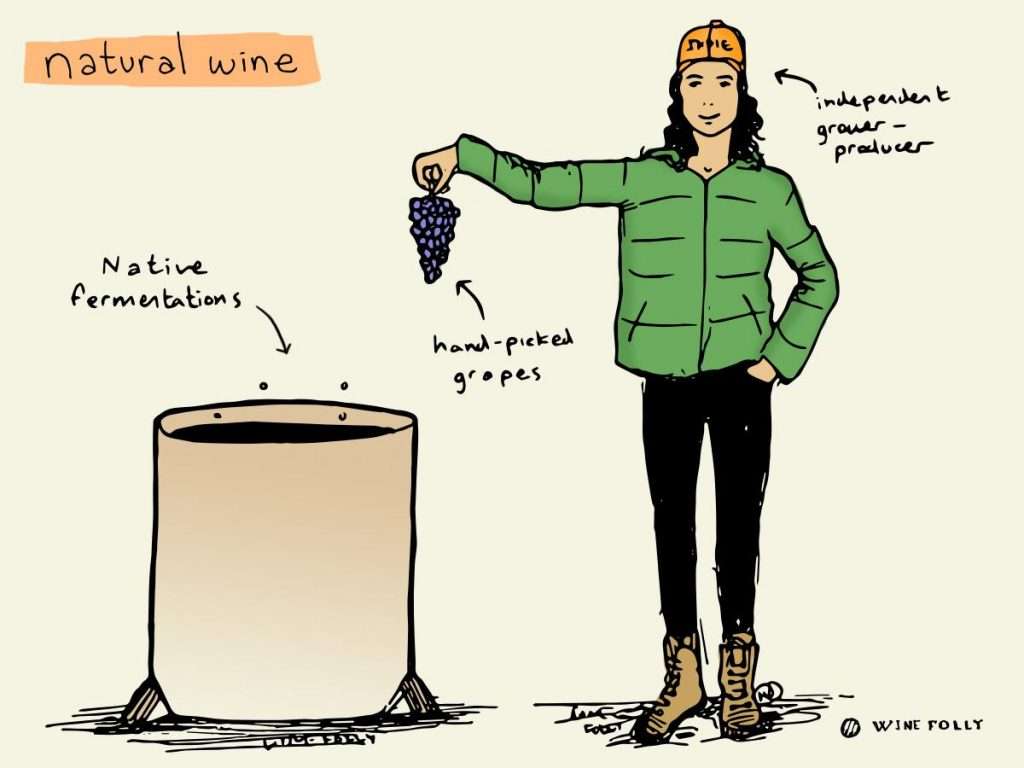 natural wine fermenter winemaker illustration
