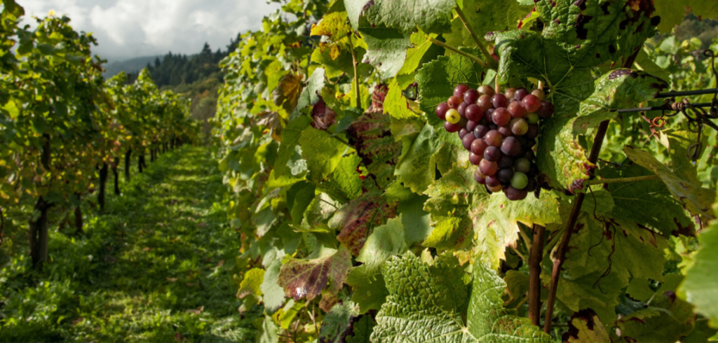 sliderwinemeridian 13