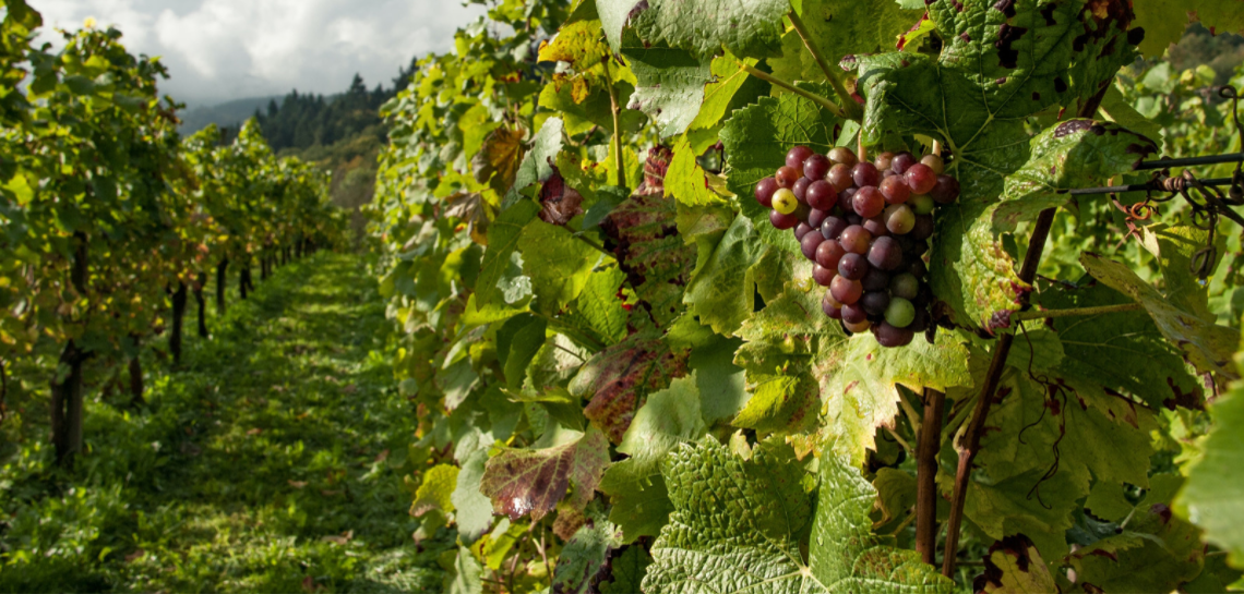 sliderwinemeridian 13