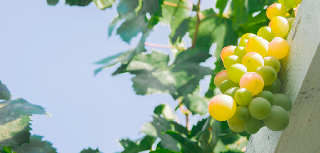 sliderwinemeridian2 46