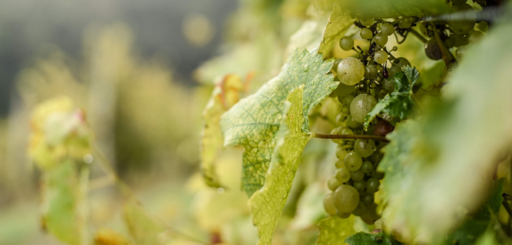 sliderwinemeridian2 87