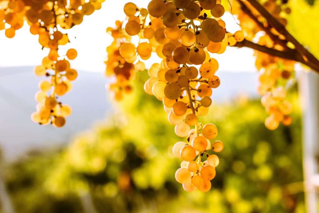 soave grappolo scaled