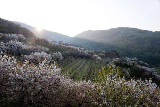 valpolicellaspring 1