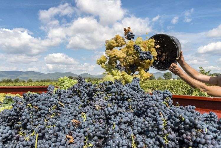 vendemmia uva vino by francis bonami fotolia 750