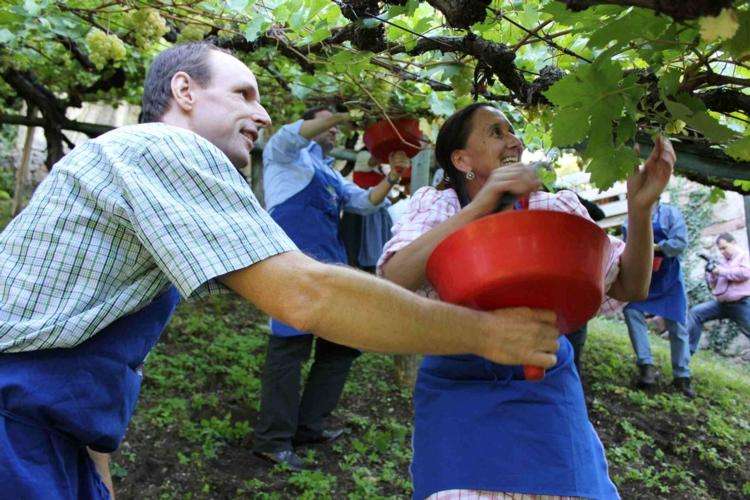 vendemmia versoaln 2011