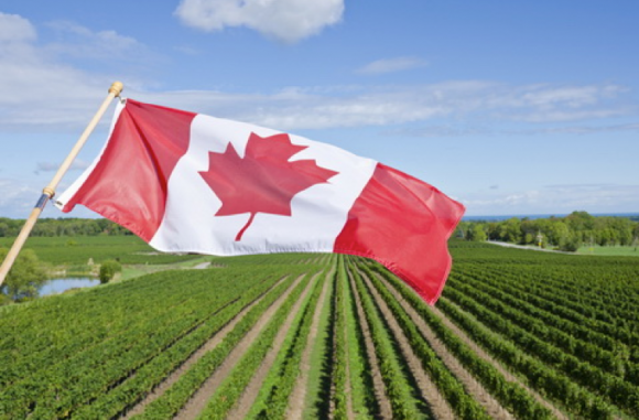 wine canada 580x381 1