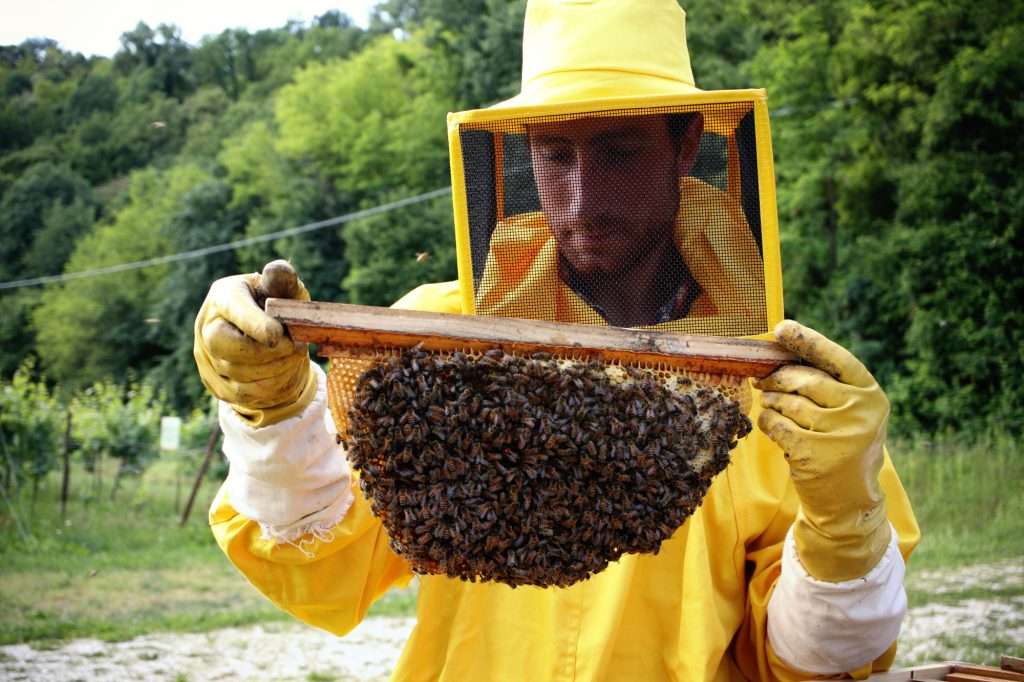 consorzio prosecco doc sostenibilita biodiversita ambiente agricoltura progetto api