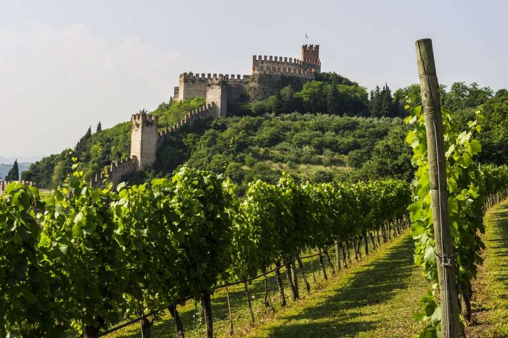 Rocca Sveva vineyard