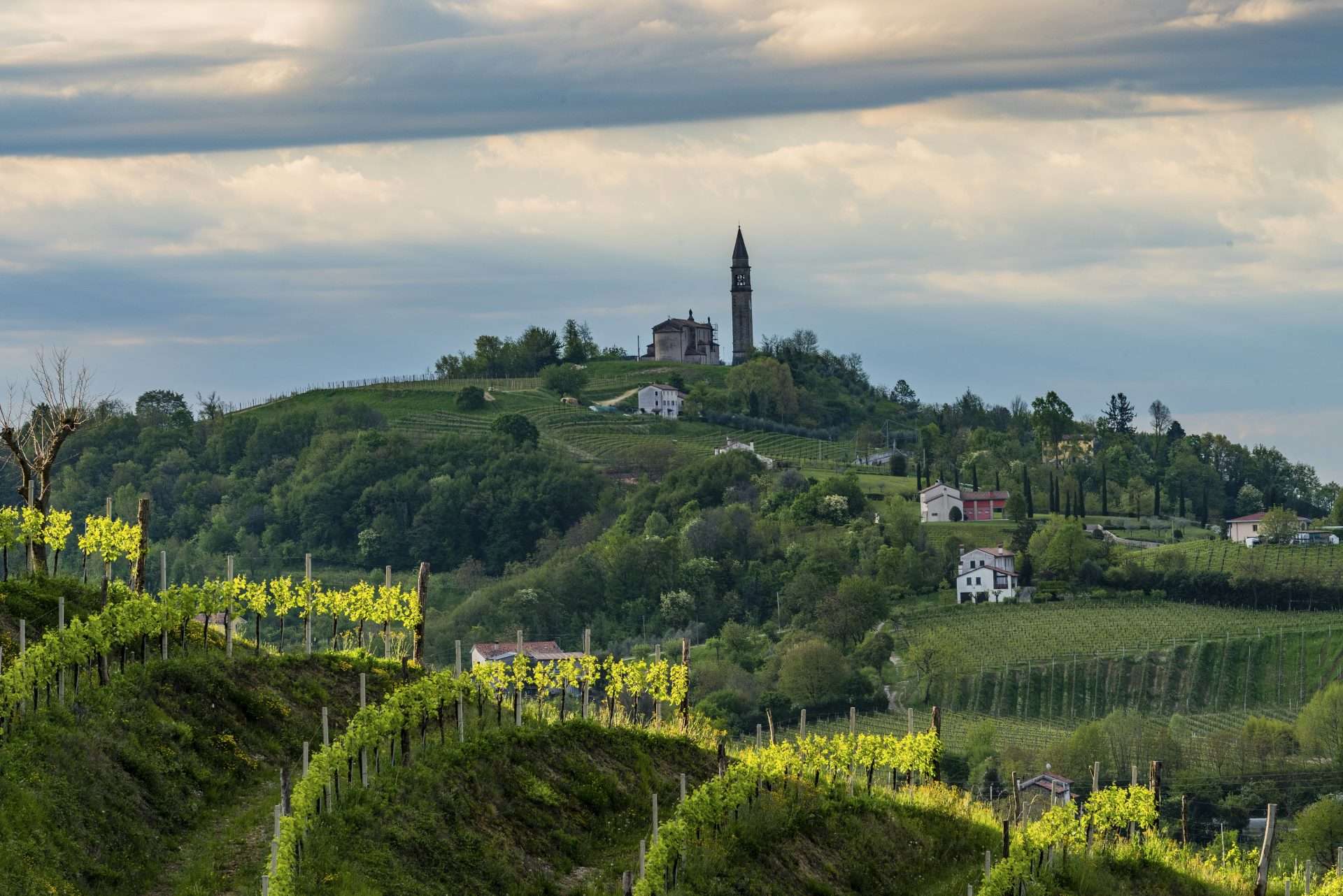 Le colline del Conegliano Valdobbiadene Prosecco Docg photo credit Arcangelo Piai Copia
