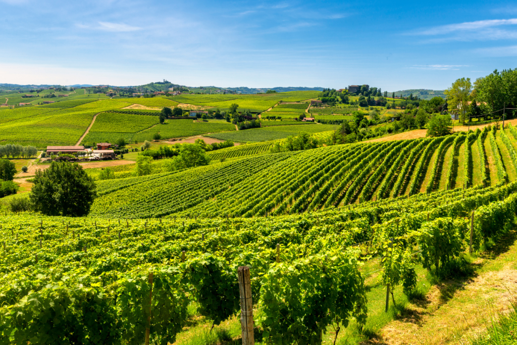 vineyards wine italy