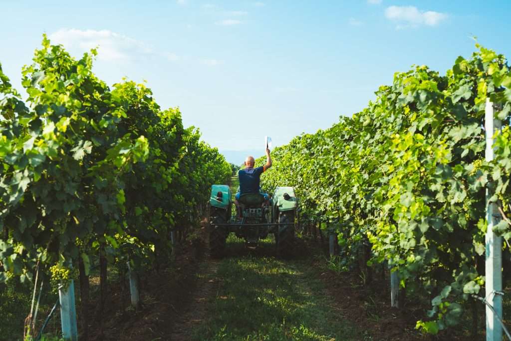 CAMPAGNA PIZZOLATO 29