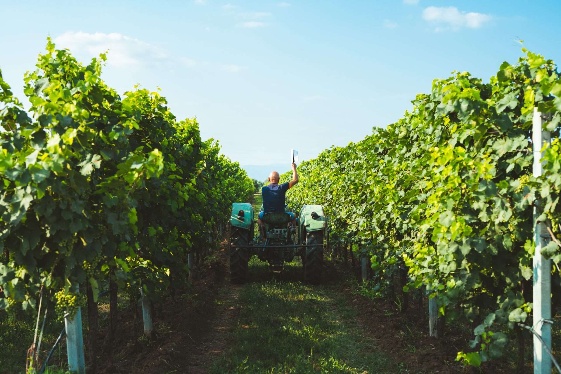 CAMPAGNA PIZZOLATO 29