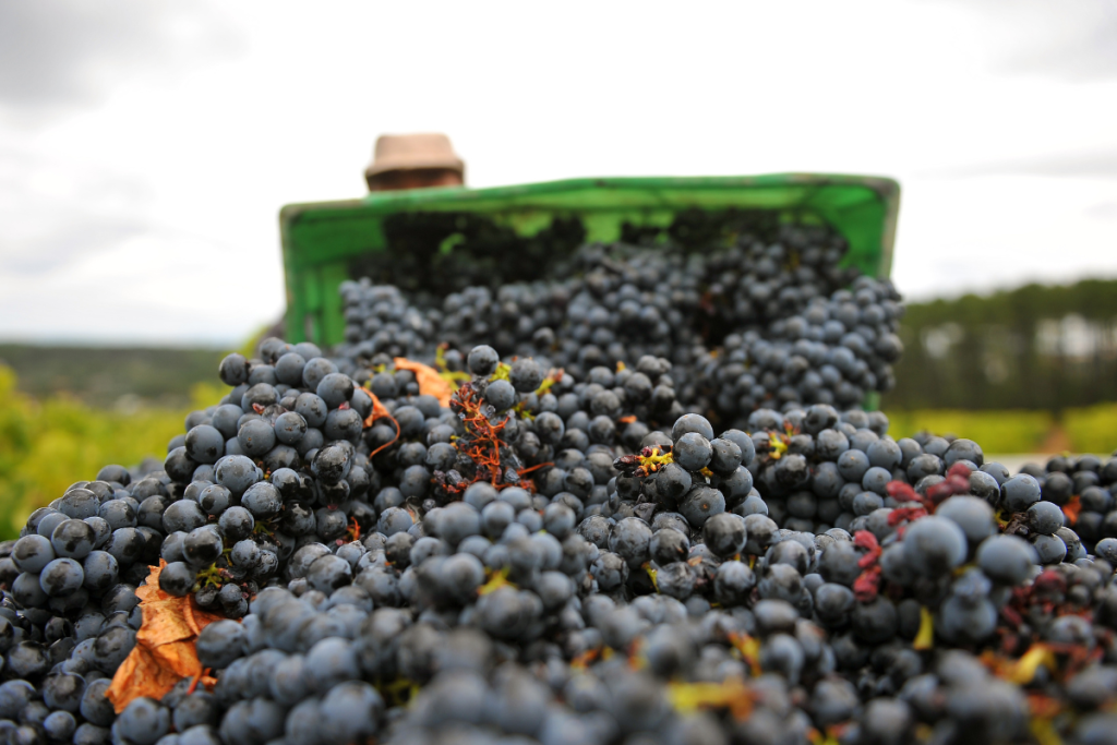 vendemmia 2023 wine meridian