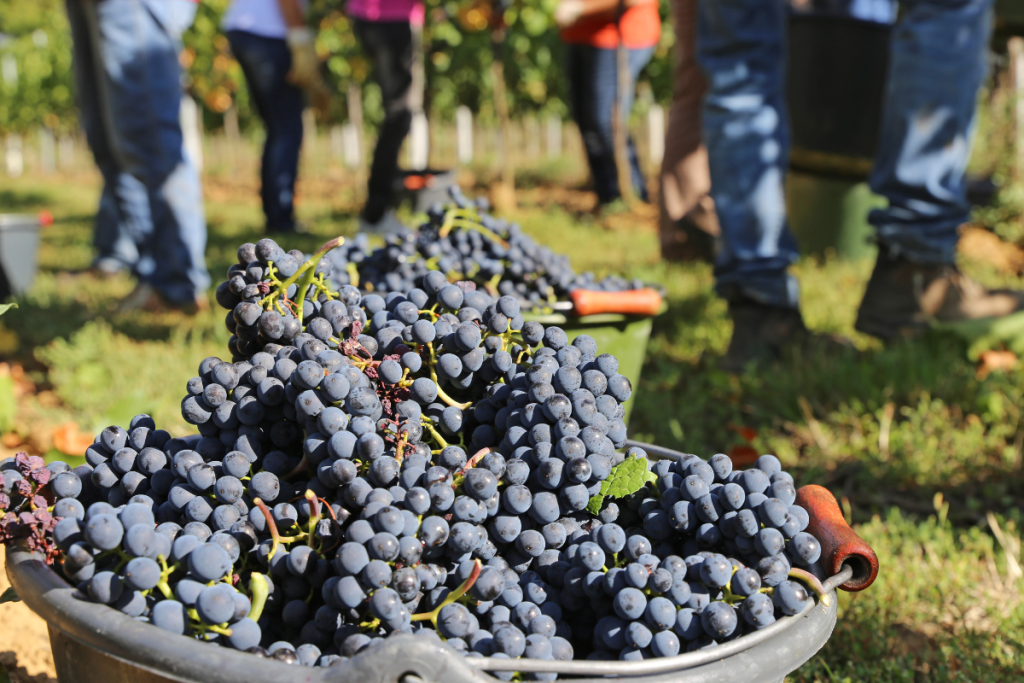vendemmia wine meridian