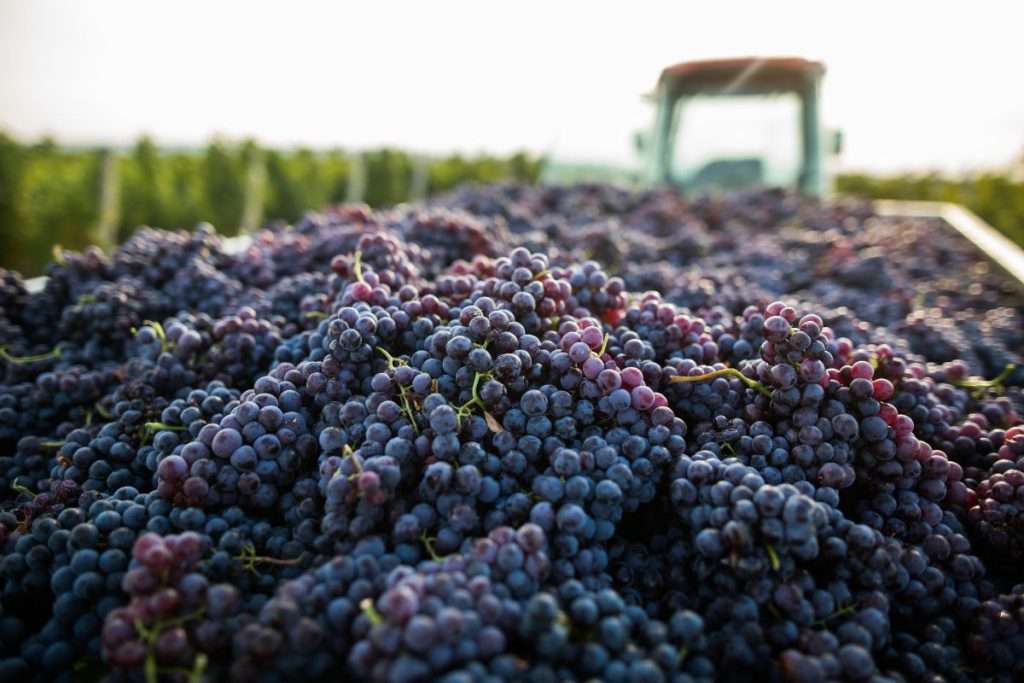 vendemmia 2023 wine meridian