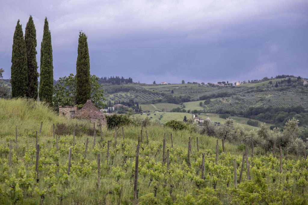 MOGGI75 2C6A0328 min