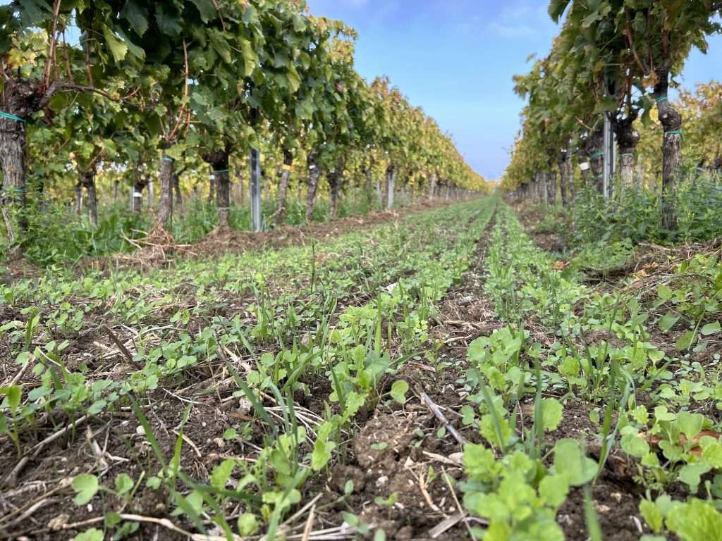 diversity ark wine meridian