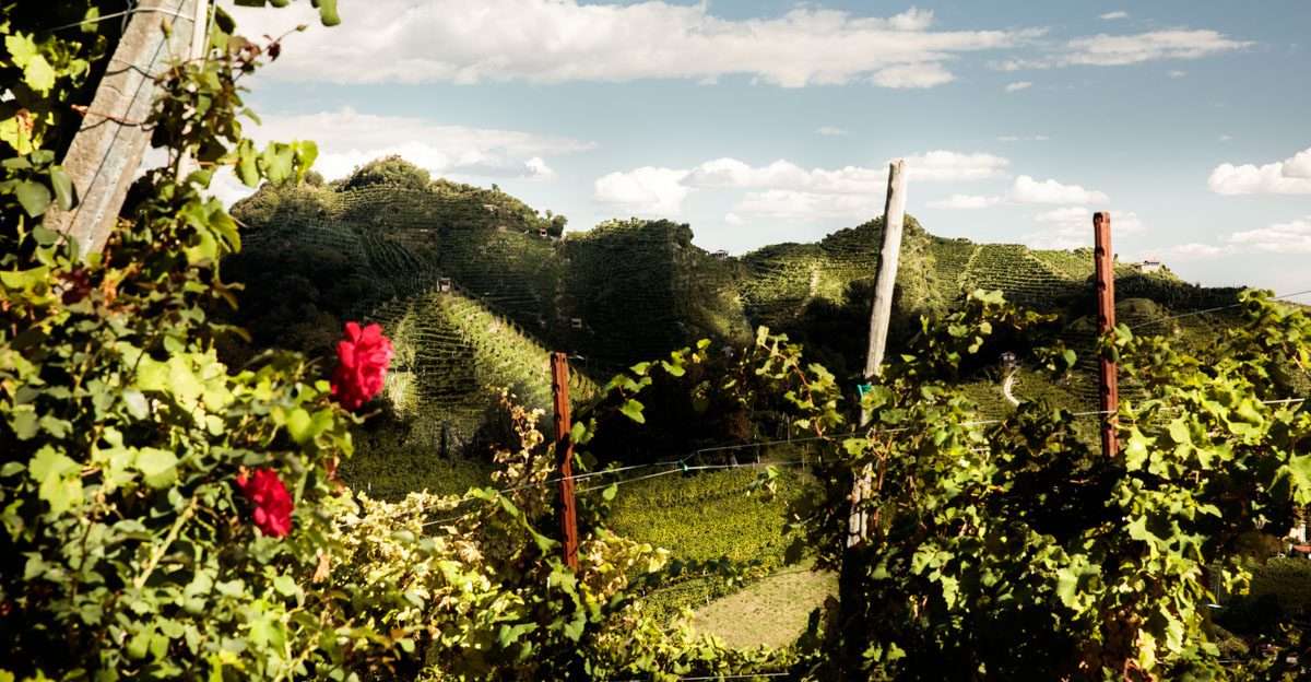 consorzio conegliano valdobbiadene rapporto sostenibilita 2024