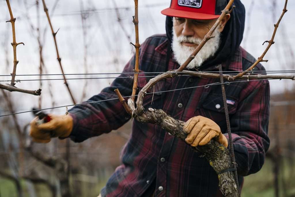 marco simonit tecnica potatura vite