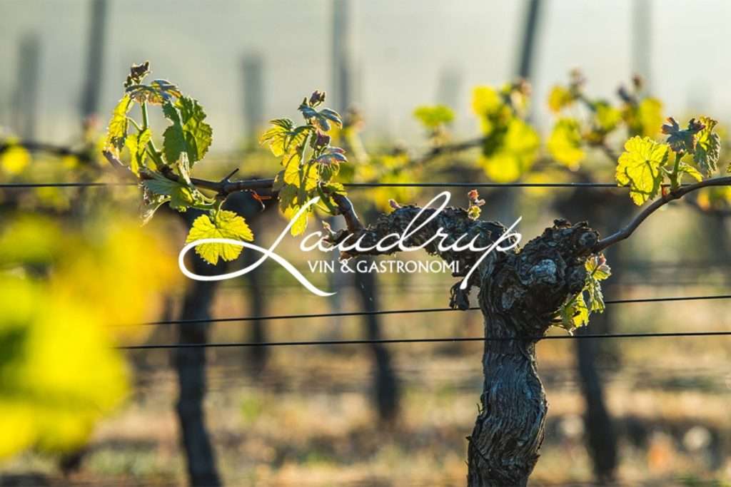 Laudrup Vin, un modello di business innovativo e sostenibile nella distribuzione di vino 