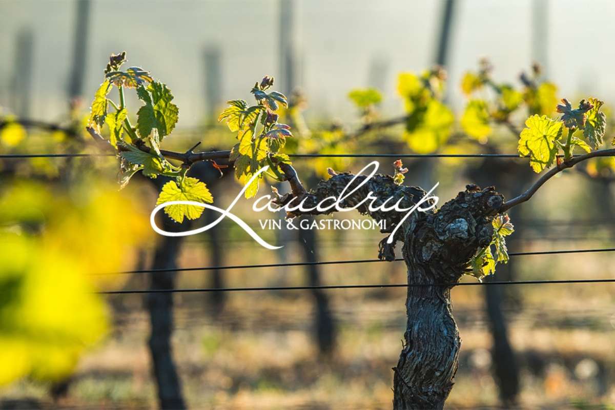 Laudrup Vin, un modello di business innovativo e sostenibile nella distribuzione di vino 