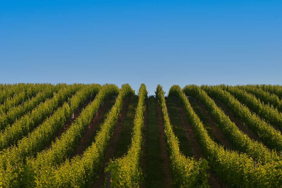 L'industria del vino tra espianti e speculazioni una verità scomoda?