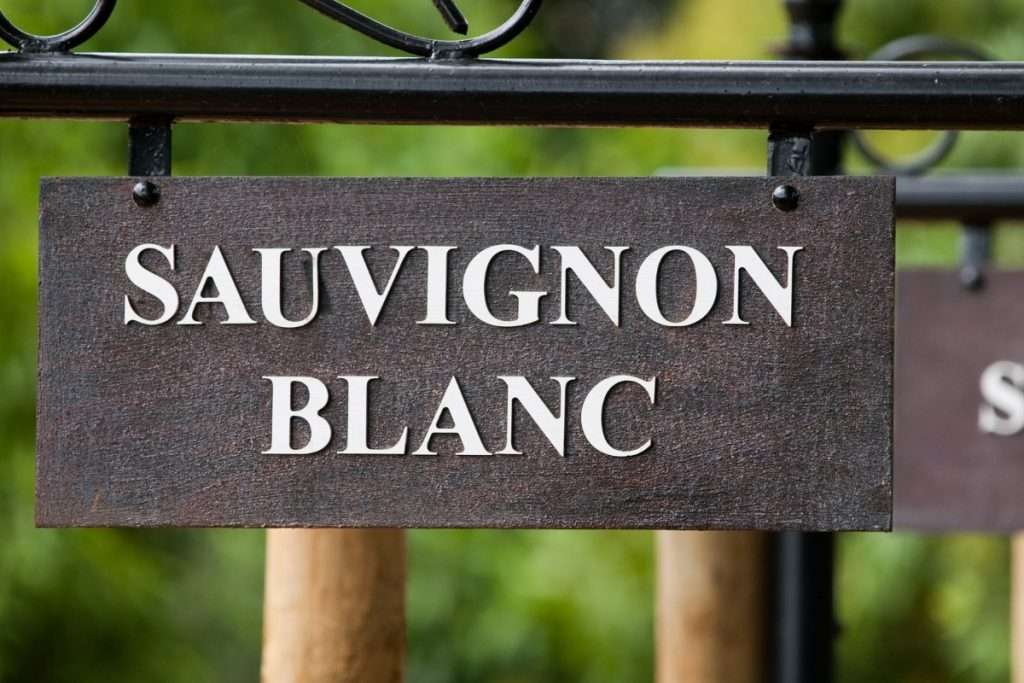 Sauvignon Blanc
