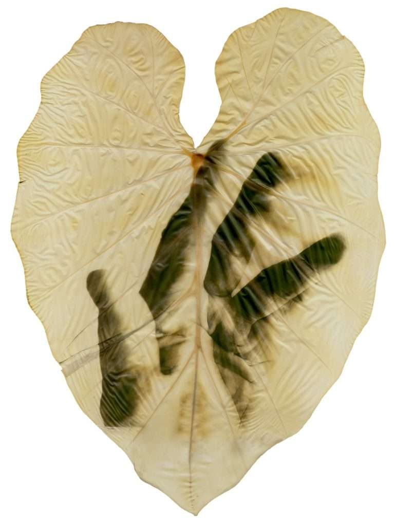 © Almudena Romero. The Act of Producing. The Pigment Change. Alocasia.