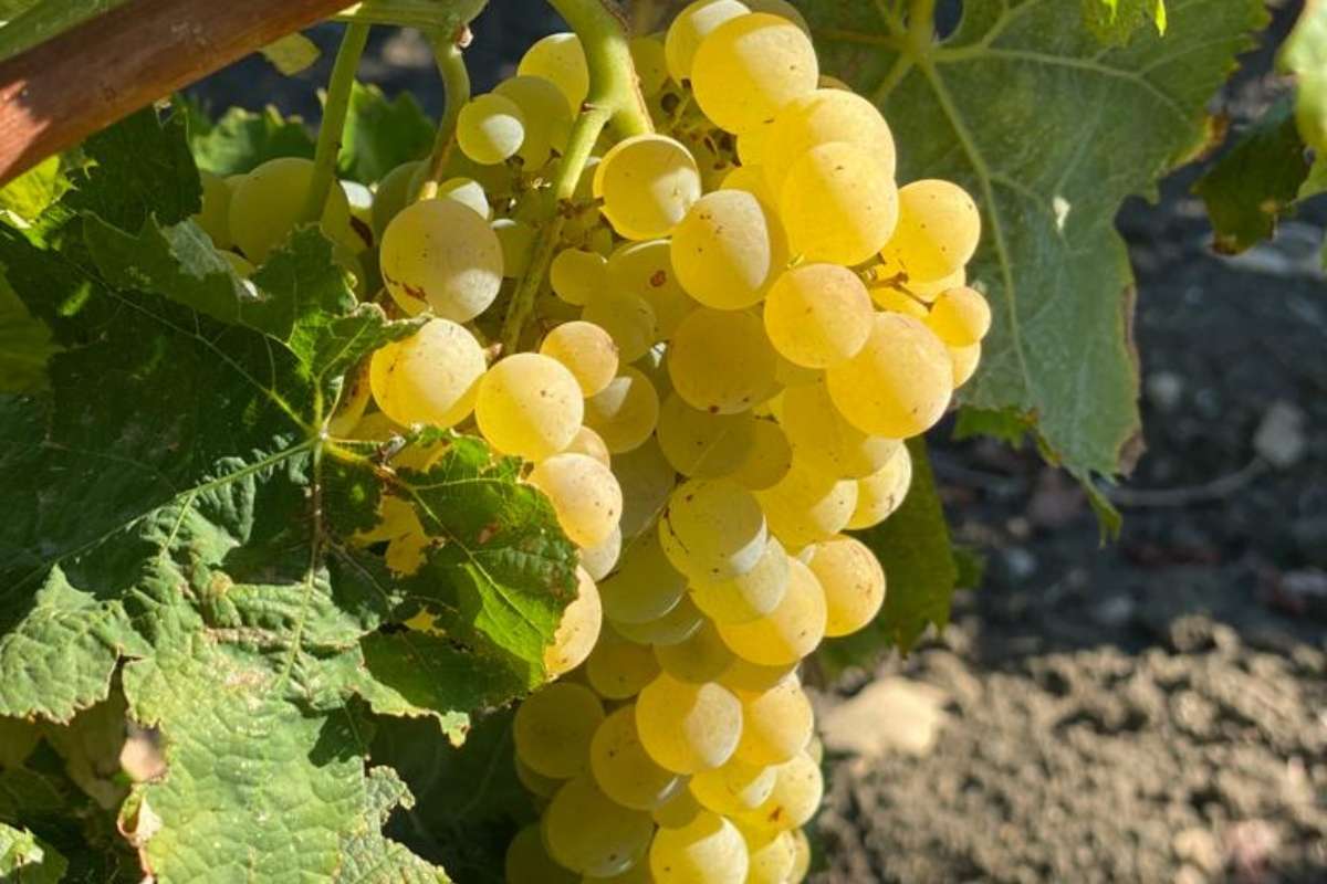 L’importanza e le prospettive del Lucido nel panorama vitivinicolo siciliano