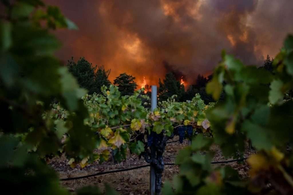 Climate change e viticoltura la nuova mappa delle regioni vinicole
