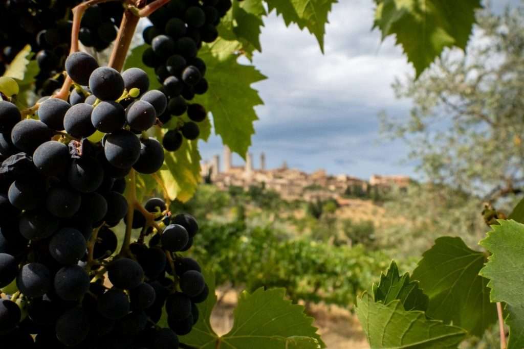 Come L’enoturismo Italiano si sta adattando alle nuove esigenze cambiamento climatico e rischio alcool