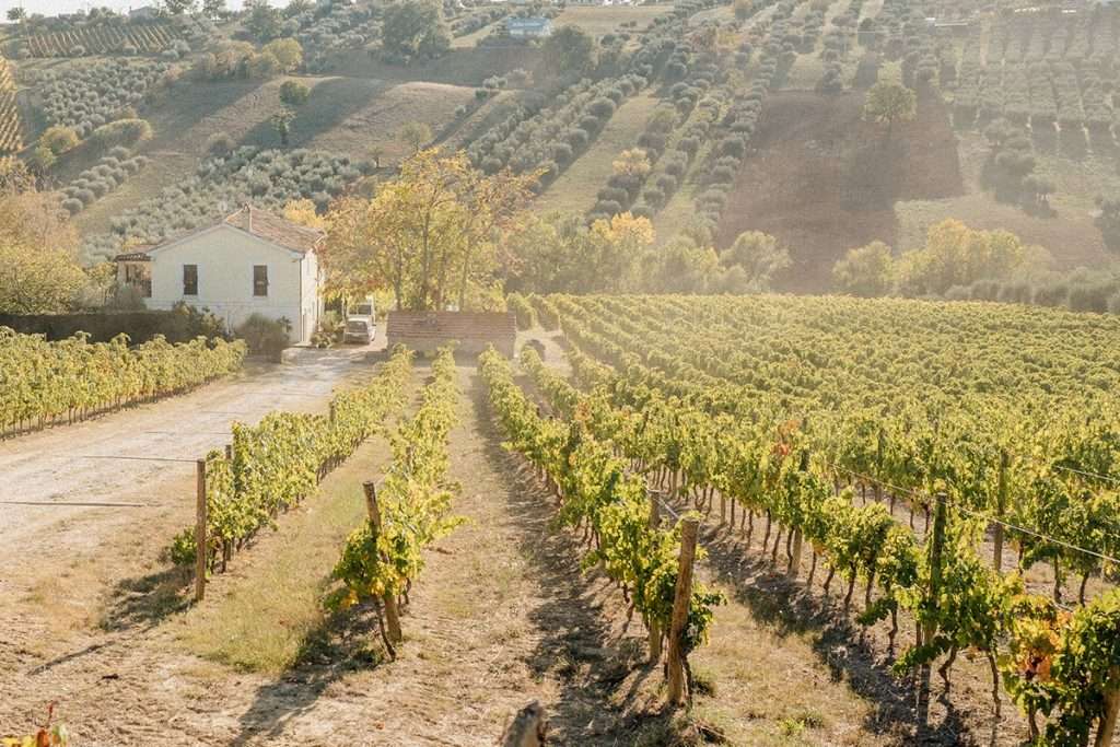 Masciarelli Vini Valori 1