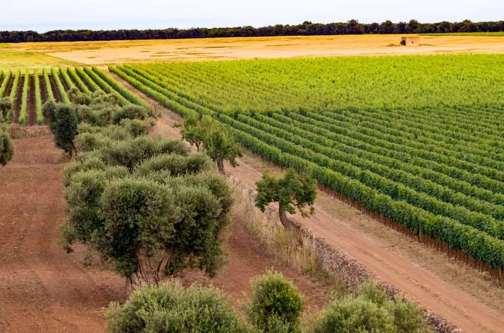 Masseria Cuturi Massimago 1024x678.jpg