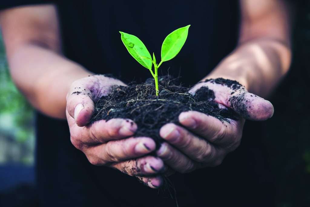 Two hands of the men were holding seedling to be planted.