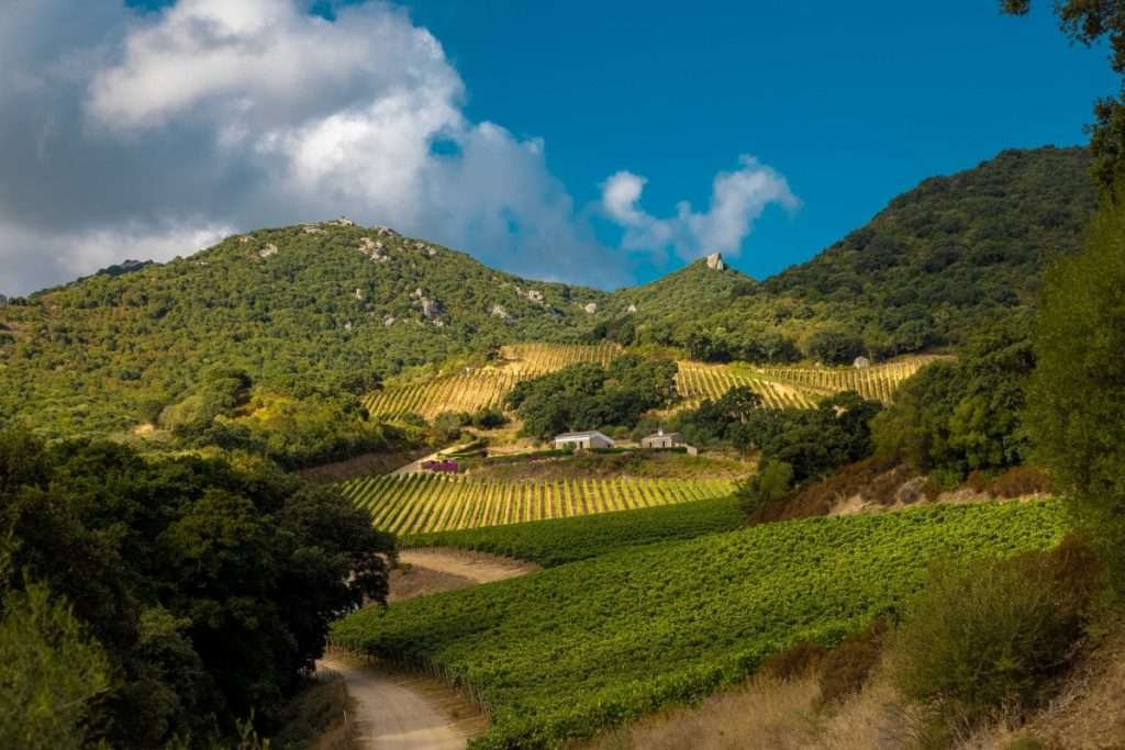 Siddùra presenta Bèru 2022 una nuova interpretazione del Vermentino di Gallura