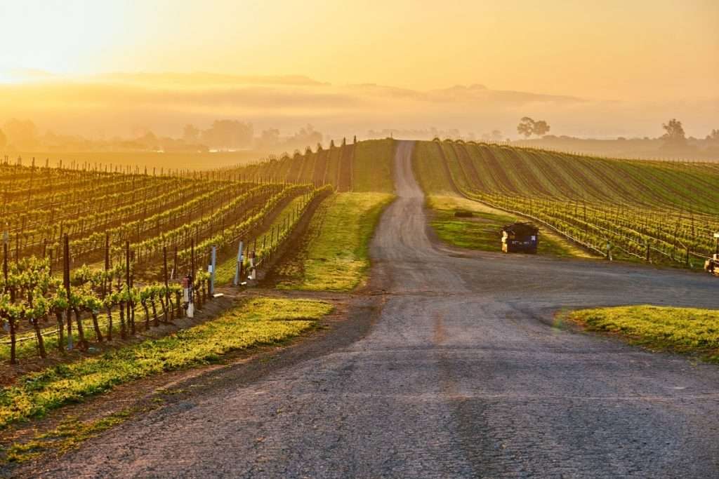 Un calo storico per il vino californiano