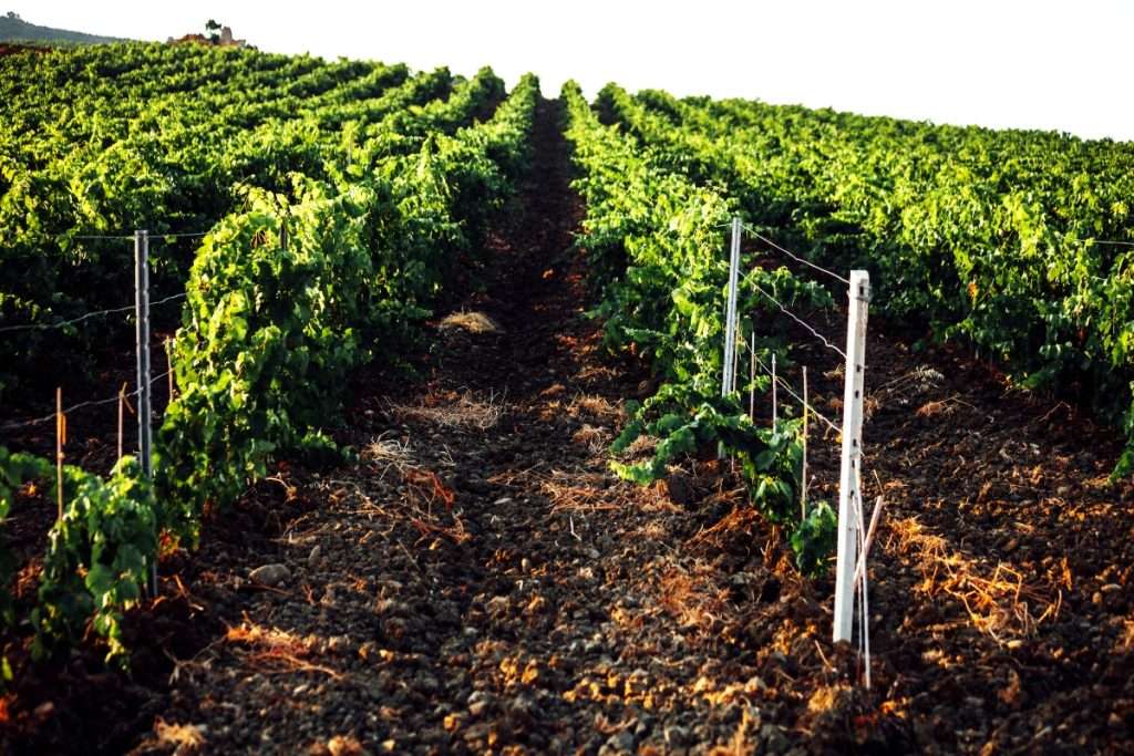Vendemmia 2023 in Sicilia qualità sorprendente nonostante la riduzione del 31% nella produzione