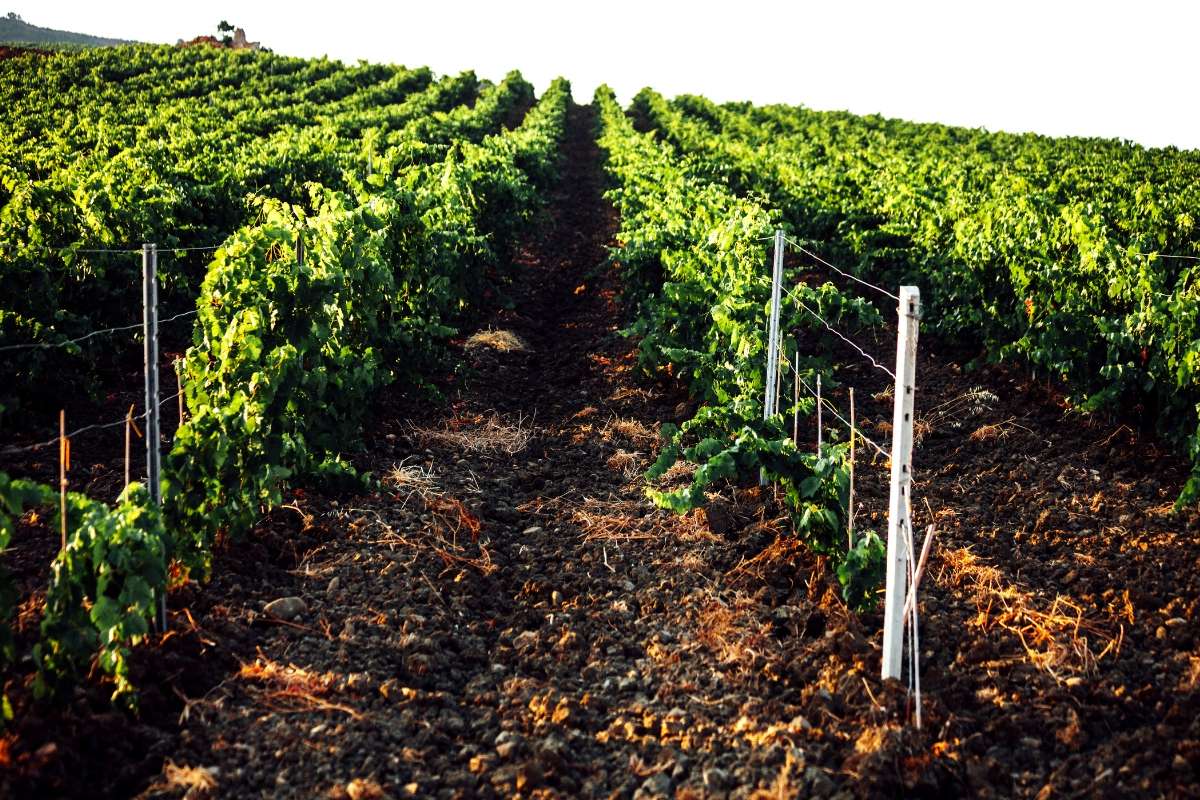 Vendemmia 2023 in Sicilia qualità sorprendente nonostante la riduzione del 31% nella produzione